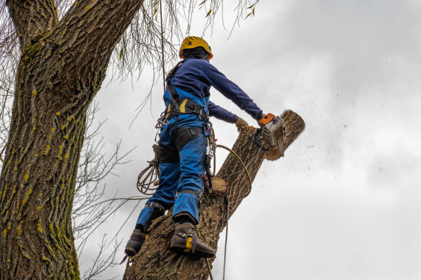 Trusted Trafalgar, IN Tree Services Experts